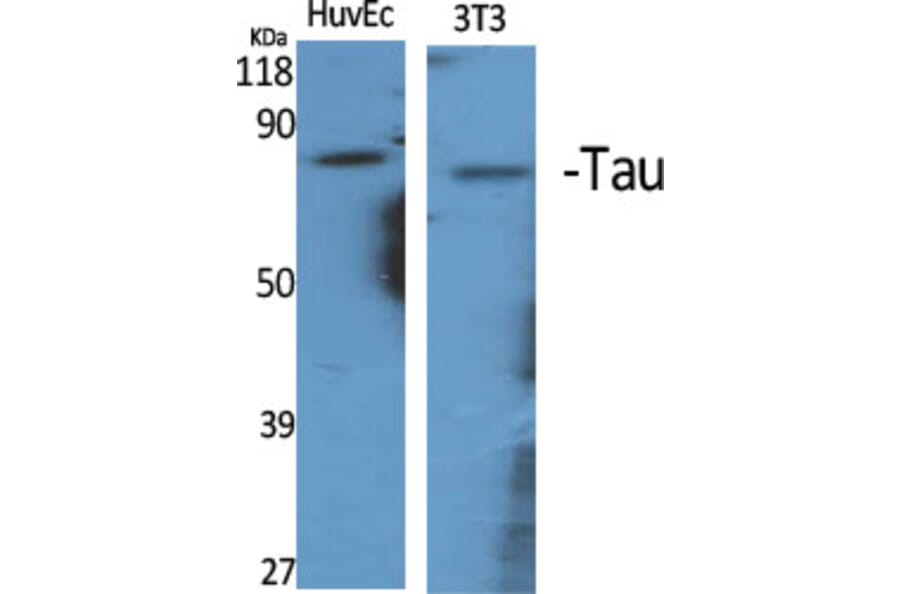 Western blot - Tau Polyclonal Antibody from Signalway Antibody (41481) - Antibodies.com