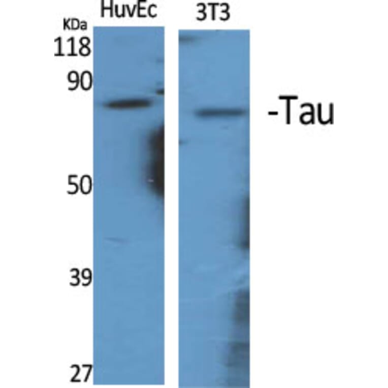 Western blot - Tau Polyclonal Antibody from Signalway Antibody (41481) - Antibodies.com