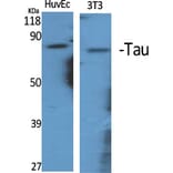 Western blot - Tau Polyclonal Antibody from Signalway Antibody (41481) - Antibodies.com