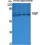 Western blot - YAP Polyclonal Antibody from Signalway Antibody (41540) - Antibodies.com