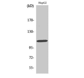 Western blot - Rb Polyclonal Antibody from Signalway Antibody (41390) - Antibodies.com