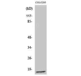 Western blot - Ribosomal Protein L27A Polyclonal Antibody from Signalway Antibody (41404) - Antibodies.com