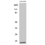 Western blot - Ribosomal Protein L27A Polyclonal Antibody from Signalway Antibody (41404) - Antibodies.com
