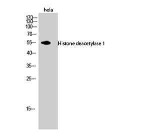 Western blot - Histone deacetylase 1 Polyclonal Antibody from Signalway Antibody (41009) - Antibodies.com