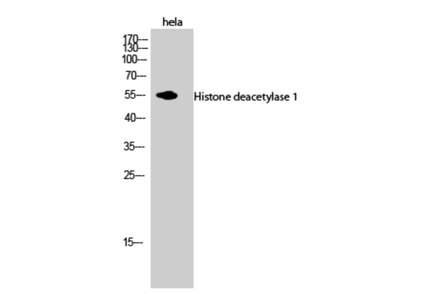 Western blot - Histone deacetylase 1 Polyclonal Antibody from Signalway Antibody (41009) - Antibodies.com