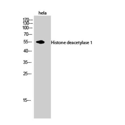 Western blot - Histone deacetylase 1 Polyclonal Antibody from Signalway Antibody (41009) - Antibodies.com