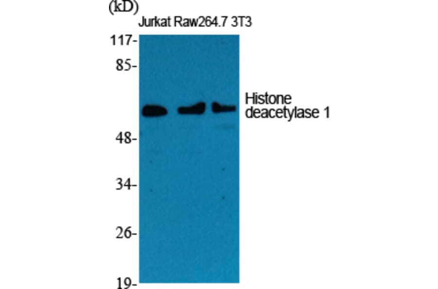Western blot - Histone deacetylase 1 Polyclonal Antibody from Signalway Antibody (41009) - Antibodies.com