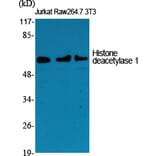 Western blot - Histone deacetylase 1 Polyclonal Antibody from Signalway Antibody (41009) - Antibodies.com