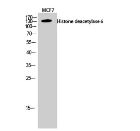 Western blot - Histone deacetylase 6 Polyclonal Antibody from Signalway Antibody (41011) - Antibodies.com