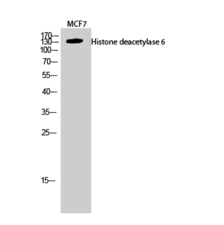 Western blot - Histone deacetylase 6 Polyclonal Antibody from Signalway Antibody (41011) - Antibodies.com