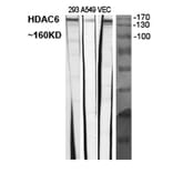 Western blot - Histone deacetylase 6 Polyclonal Antibody from Signalway Antibody (41011) - Antibodies.com