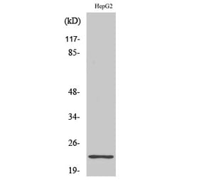 Western blot - Ribosomal Protein S9 Polyclonal Antibody from Signalway Antibody (41412) - Antibodies.com