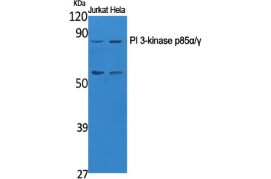 Western blot - PI 3-kinase p85α/γ Polyclonal Antibody from Signalway Antibody (41340) - Antibodies.com