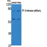 Western blot - PI 3-kinase p85α/γ Polyclonal Antibody from Signalway Antibody (41340) - Antibodies.com