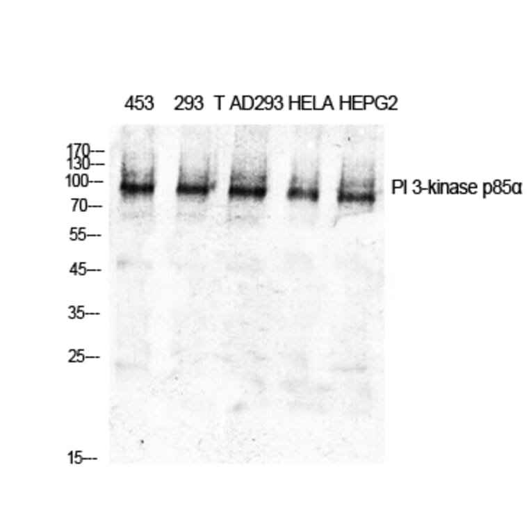 Western blot - PI 3-kinase p85α Polyclonal Antibody from Signalway Antibody (41339) - Antibodies.com