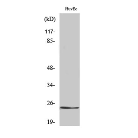 Western blot - KDEL Receptor 2 Polyclonal Antibody from Signalway Antibody (41090) - Antibodies.com