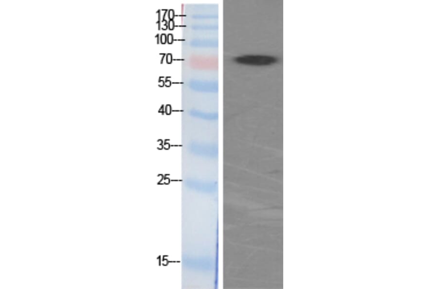 Western blot - p70 S6 kinase α Polyclonal Antibody from Signalway Antibody (41318) - Antibodies.com
