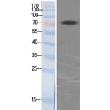 Western blot - p70 S6 kinase α Polyclonal Antibody from Signalway Antibody (41318) - Antibodies.com