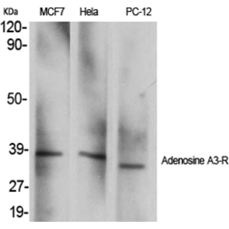 Western blot - Adenosine A3-R Polyclonal Antibody from Signalway Antibody (40555) - Antibodies.com
