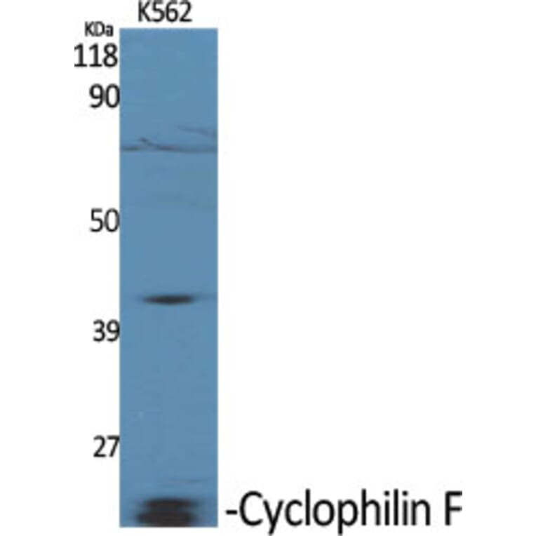 Western blot - Cyclophilin F Polyclonal Antibody from Signalway Antibody (40808) - Antibodies.com