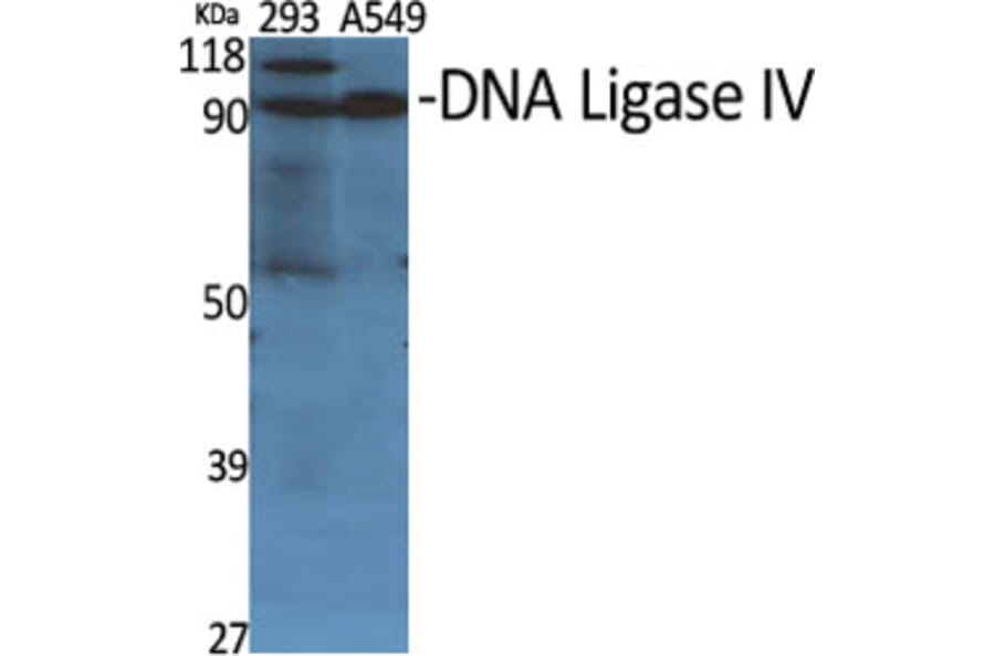 Western blot - DNA Ligase IV Polyclonal Antibody from Signalway Antibody (40843) - Antibodies.com