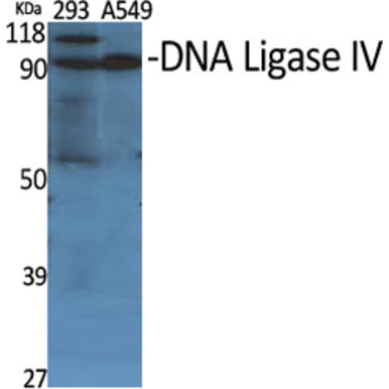 Western blot - DNA Ligase IV Polyclonal Antibody from Signalway Antibody (40843) - Antibodies.com