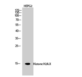 Western blot - Histone H2A.X Polyclonal Antibody from Signalway Antibody (41012) - Antibodies.com