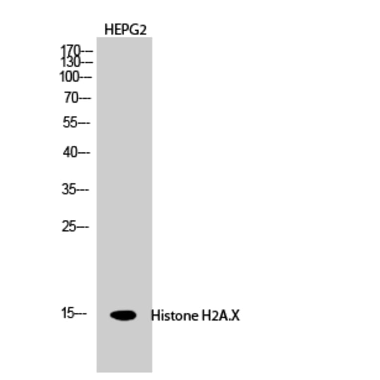 Western blot - Histone H2A.X Polyclonal Antibody from Signalway Antibody (41012) - Antibodies.com