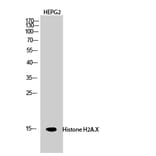 Western blot - Histone H2A.X Polyclonal Antibody from Signalway Antibody (41012) - Antibodies.com