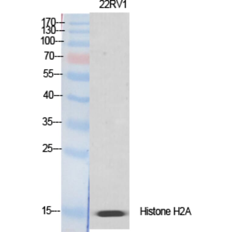 Western blot - Histone H2A.X Polyclonal Antibody from Signalway Antibody (41012) - Antibodies.com