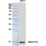 Western blot - Histone H2A.X Polyclonal Antibody from Signalway Antibody (41012) - Antibodies.com