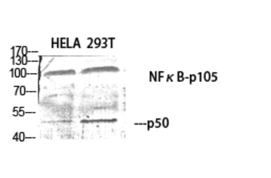 Western blot - NFκB-p105/p50 Polyclonal Antibody from Signalway Antibody (41226) - Antibodies.com