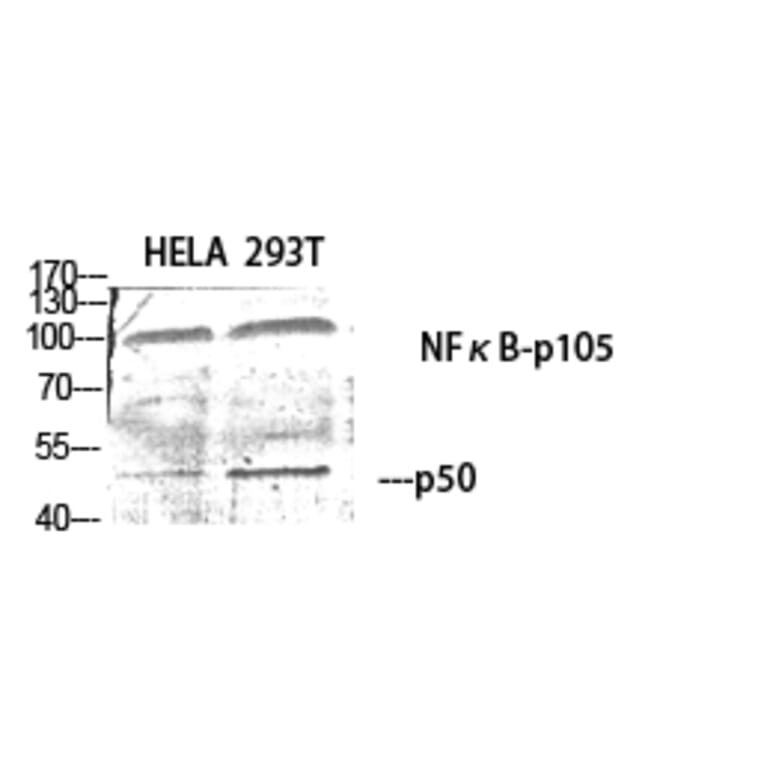 Western blot - NFκB-p105/p50 Polyclonal Antibody from Signalway Antibody (41226) - Antibodies.com