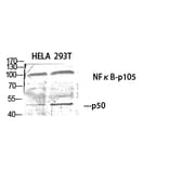 Western blot - NFκB-p105/p50 Polyclonal Antibody from Signalway Antibody (41226) - Antibodies.com