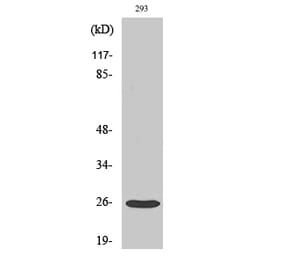 Western blot - Tetraspanin-8 Polyclonal Antibody from Signalway Antibody (41487) - Antibodies.com