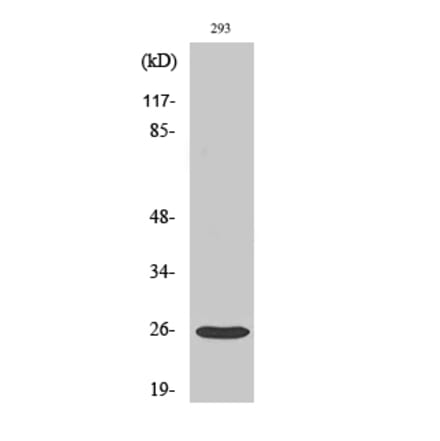 Western blot - Tetraspanin-8 Polyclonal Antibody from Signalway Antibody (41487) - Antibodies.com