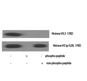 Western blot - Histone H3.3 Polyclonal Antibody from Signalway Antibody (41019) - Antibodies.com