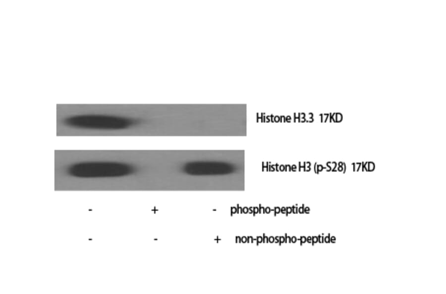 Western blot - Histone H3.3 Polyclonal Antibody from Signalway Antibody (41019) - Antibodies.com
