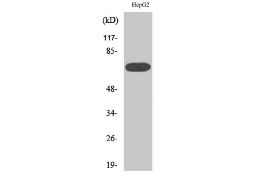 Western blot - MEK Kinase-3 Polyclonal Antibody from Signalway Antibody (41132) - Antibodies.com