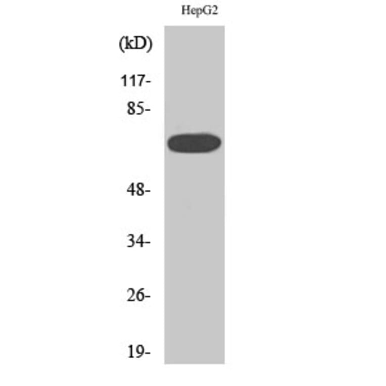 Western blot - MEK Kinase-3 Polyclonal Antibody from Signalway Antibody (41132) - Antibodies.com