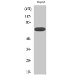 Western blot - MEK Kinase-3 Polyclonal Antibody from Signalway Antibody (41132) - Antibodies.com
