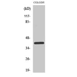Western blot - PKAα/β/γ cat Polyclonal Antibody from Signalway Antibody (41346) - Antibodies.com