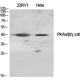 Western blot - PKAα/β/γ cat Polyclonal Antibody from Signalway Antibody (41346) - Antibodies.com