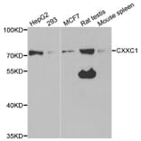 Western blot - CXXC1 Antibody from Signalway Antibody (33061) - Antibodies.com