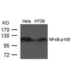 Western blot - NFkB-p100 (Ab-866) Antibody from Signalway Antibody (21015) - Antibodies.com