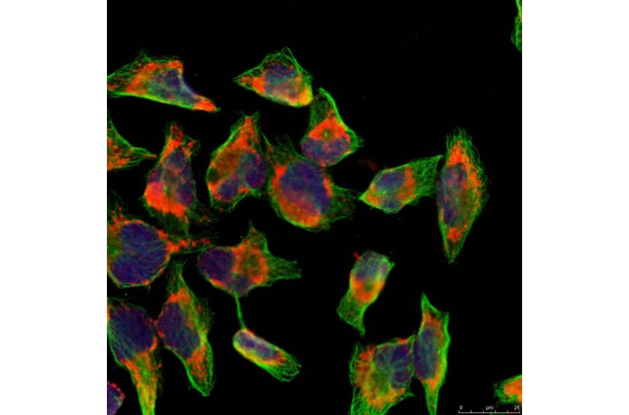 Immunofluorescence - NFkB-p100 (Ab-866) Antibody from Signalway Antibody (21015) - Antibodies.com