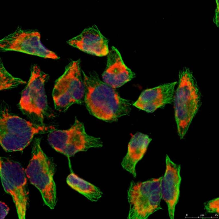 Immunofluorescence - NFkB-p100 (Ab-866) Antibody from Signalway Antibody (21015) - Antibodies.com