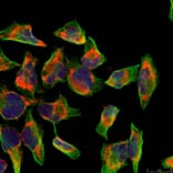 Immunofluorescence - NFkB-p100 (Ab-866) Antibody from Signalway Antibody (21015) - Antibodies.com