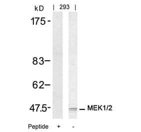 Western blot - MEK1/MEK2 (Ab-217/221) Antibody from Signalway Antibody (21203) - Antibodies.com