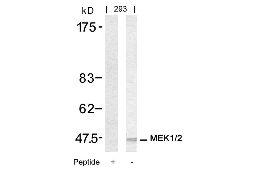 Western blot - MEK1/MEK2 (Ab-217/221) Antibody from Signalway Antibody (21203) - Antibodies.com